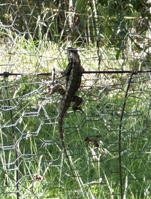 fence-line-lizard